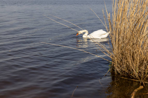 one swan swims on the lake in early spring, a lone swan swims on the lake in April