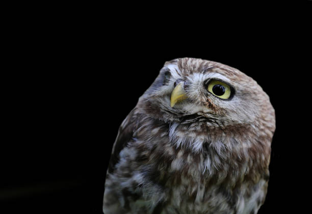 istock owl predatory nocturnal bird with yellow eyes looking curiously and completely black background 2177052840