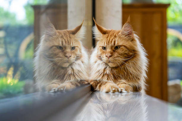 istock Beautiful ginger maine coon cat on the windowsill 2177054805