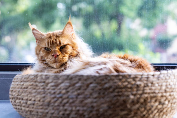 Classic red tabby maine coon cat.