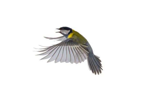 istock great tit in flight isolated on white background 2177055662