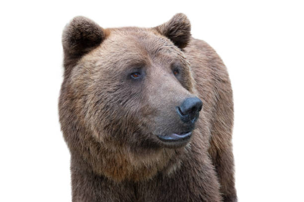 istock portrait of a brown bear isolated on a white background 2177055664