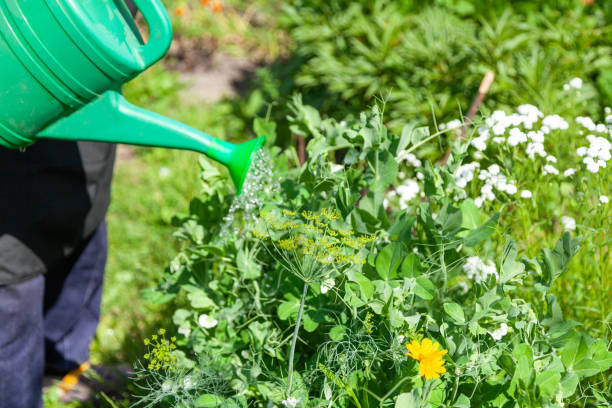 istock Watering Green Plants with a Watering Can on a Garden Plot 2177057085