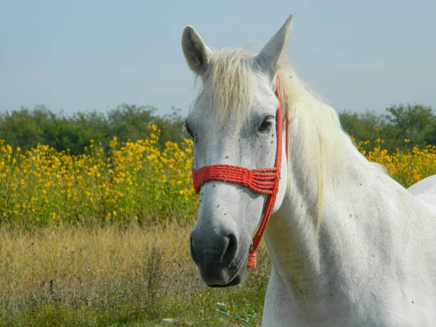 A close up shot of a horse's eye.