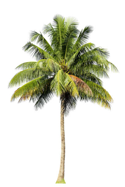istock Tropical Coconut palm tree isolated on white background with clipping path. 2177058696