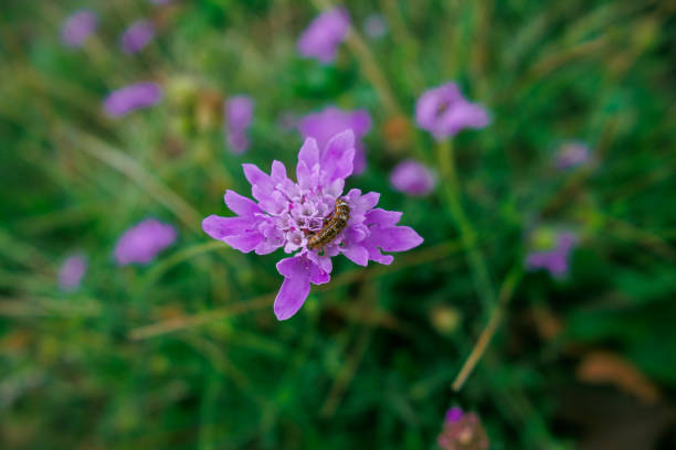 Caterpillar eating purple flower