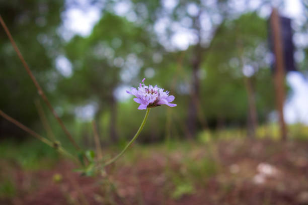 Chicory purple flower on macro