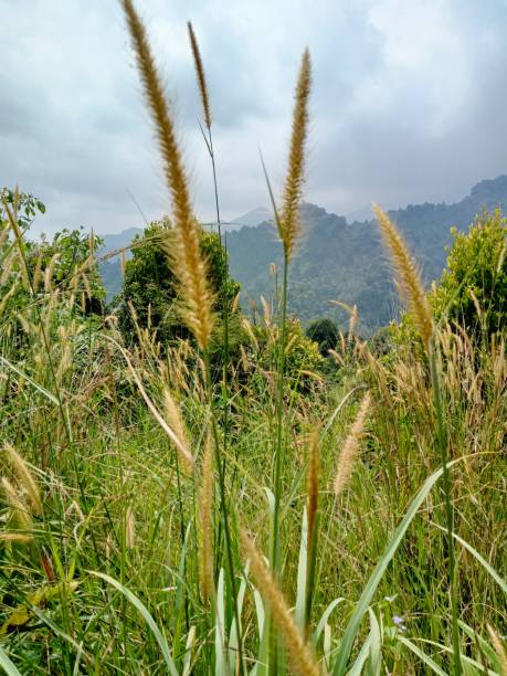 istock Alang-alang or weeds are a type of grass with sharp leaves, which often becomes a weed on agricultural land 2177059349