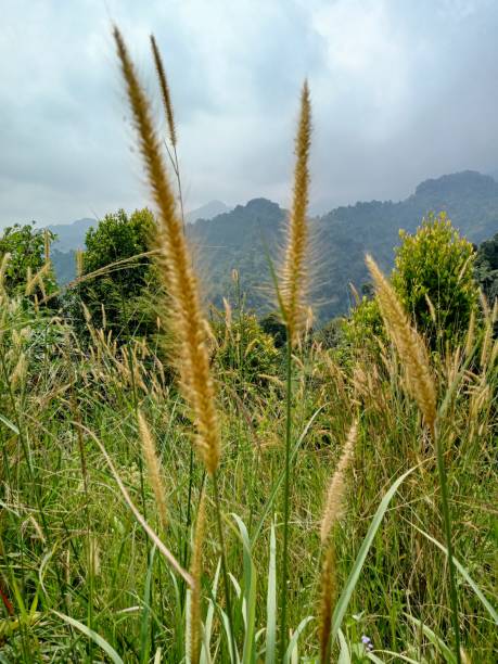 istock Alang-alang or weeds are a type of grass with sharp leaves, which often becomes a weed on agricultural land 2177059357
