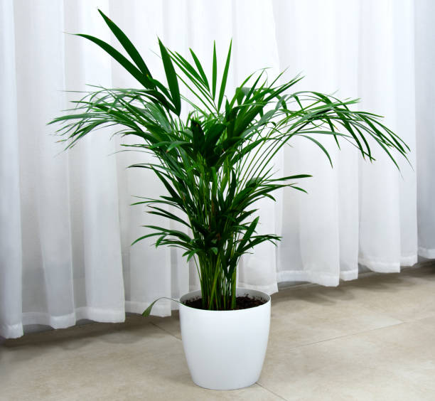 istock Chamaedorea indoor plant in a white pot 2177060622