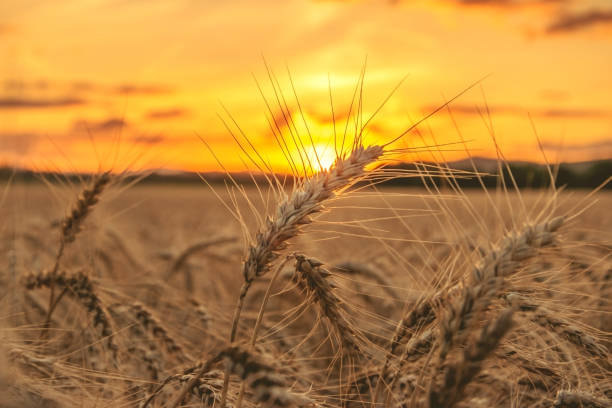 istock ripe barley ears in grain field at sunset 2177062565