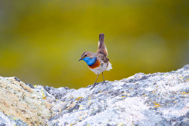 istock Bluethroat male perched on a rock with yellow background. 2177062635