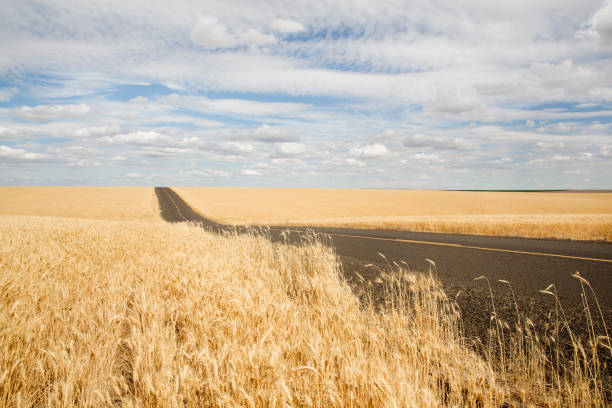USA, Washington state, Palouse region.