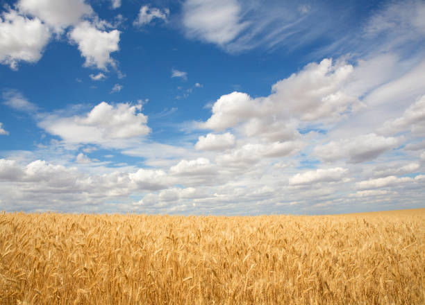 istock Washington state,  Palouse farmland. 2177063054
