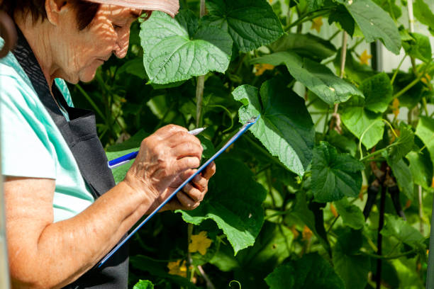 istock Elderly Female Farmer Observing Plants and Taking Notes 2177064323