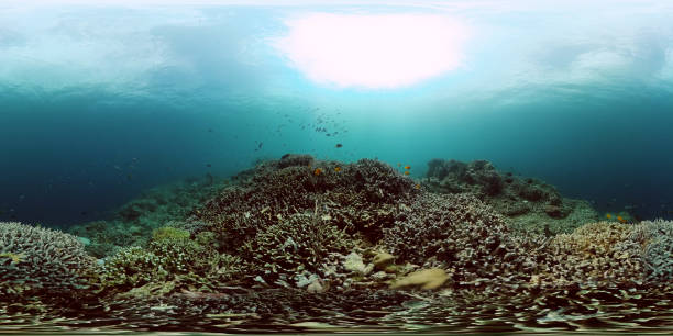 istock Fish underwater and coral reef. 2177064333
