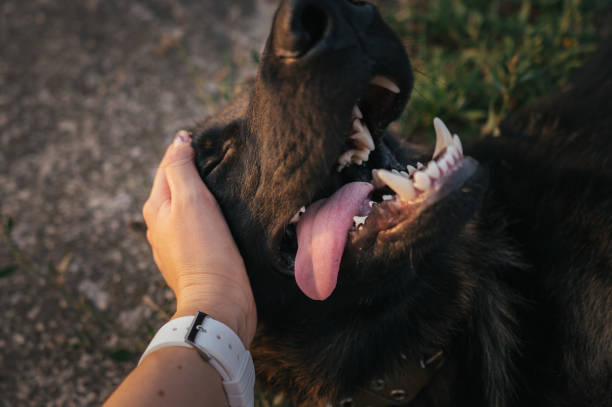 istock German Shepherd enjoying affection and playtime in nature 2177064780