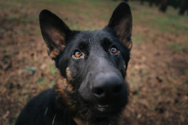 istock Close-up of a German Shepherd looking attentively during a training session in nature 2177064897