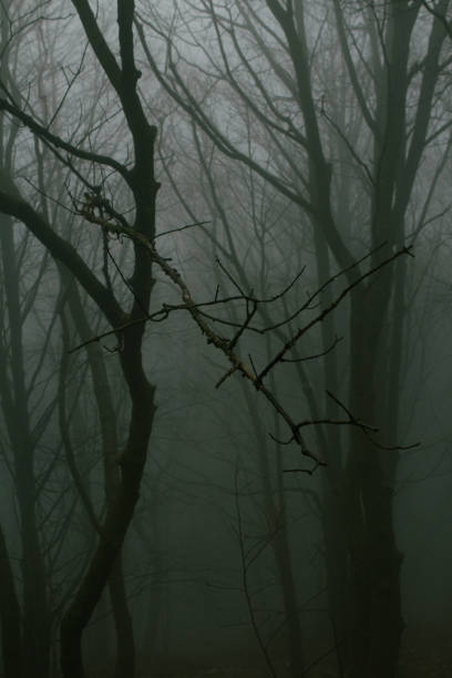 istock isolated branch in the dark 2177068040