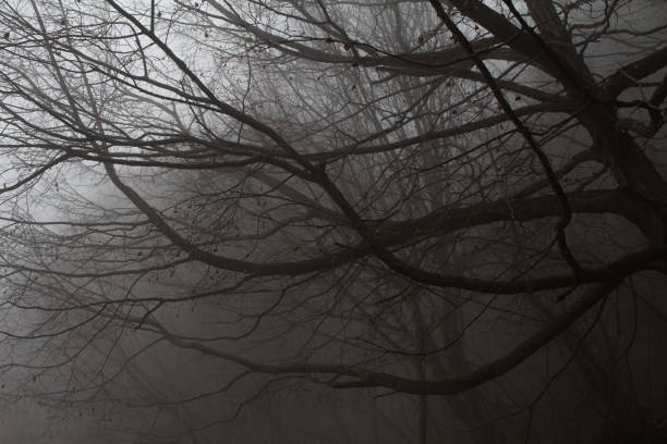 istock branches stretching out in the fog 2177068044