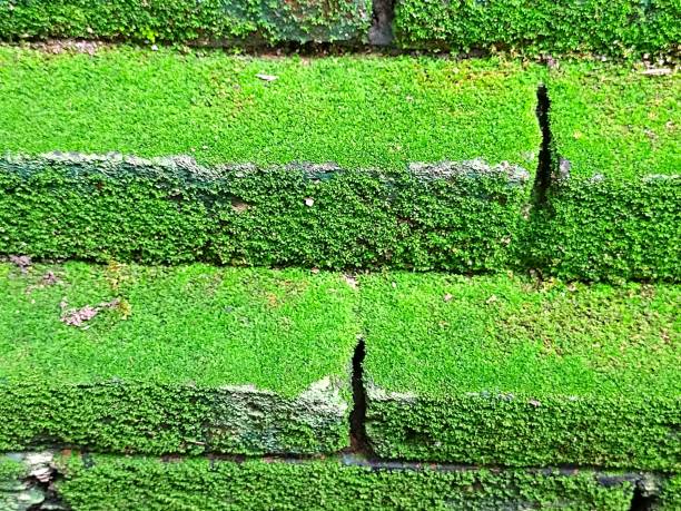 Green pathway, Moss on stacked bricks in the garden.