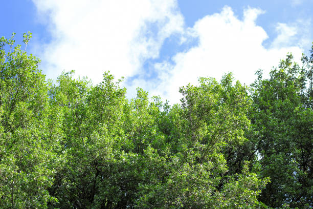 istock Oak branch shot from below, blue sky in the background. 2177069040