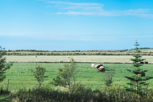 Beautiful landscape seen from a bus at Iceland