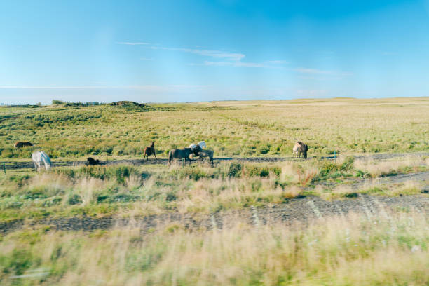 Beautiful landscape seen from a bus at Iceland