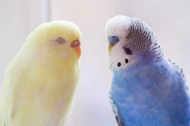 istock Blue and yellow budgie and bird close-up 2177070597