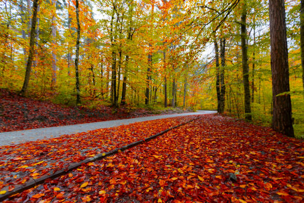 Fallen leaves on winding roads in autumn