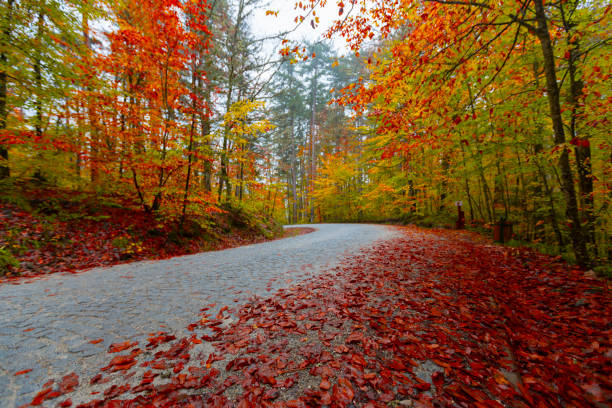 Fallen leaves on winding roads in autumn