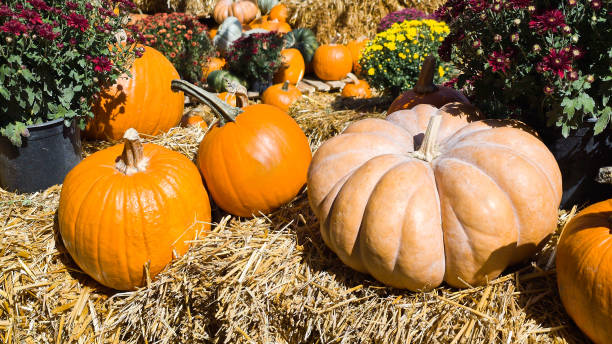 istock Orange pumpkins for halloween 2177073076