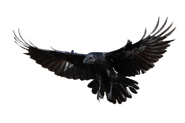 istock Birds flying raven isolated on white background Corvus corax. Halloween 2177073196