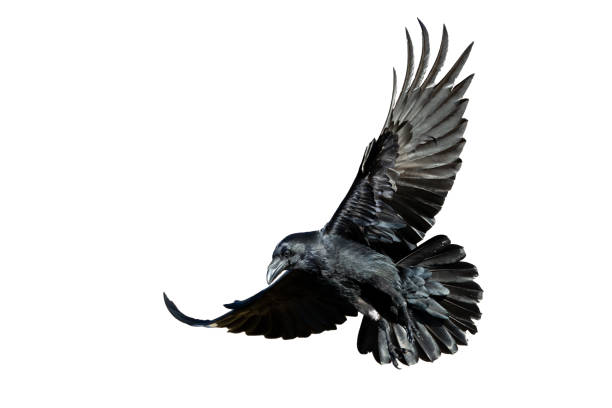 istock Birds flying raven isolated on white background Corvus corax. Halloween 2177073258