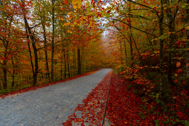 istock Fallen leaves on winding roads in autumn 2177073630