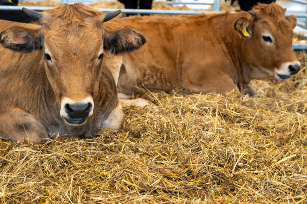 istock Two Brown Cows Resting Comfortably on Straw in a Barn 2177073776