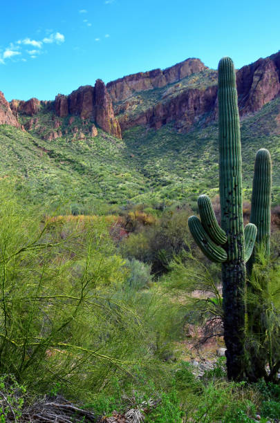 istock Salt River Recreation Area Arizona 2177074628