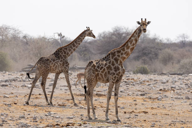 istock Etosha National Park 2177075166