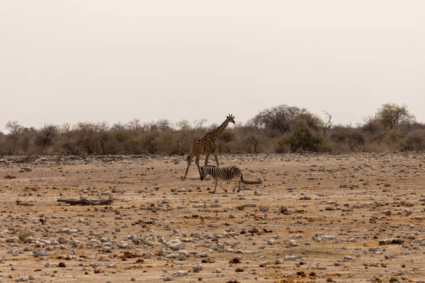 Giraffes in Etosha