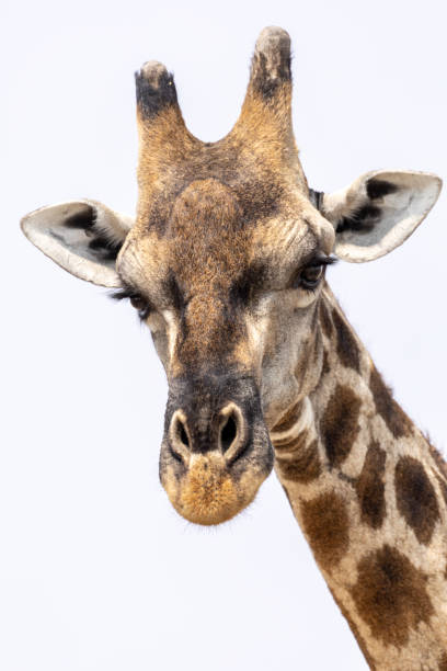 istock Etosha National Park 2177075396