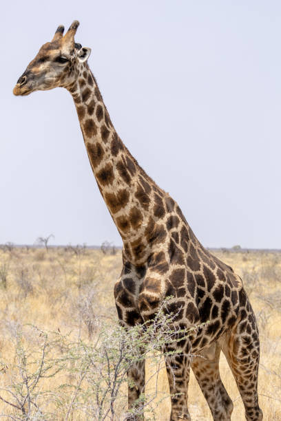 istock Etosha National Park 2177075399