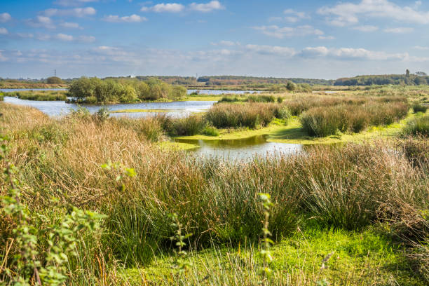 Lunt Meadows Nature Reserve on Merseyside. The large wetland area has some pleasant footpaths taking you to the River Alt