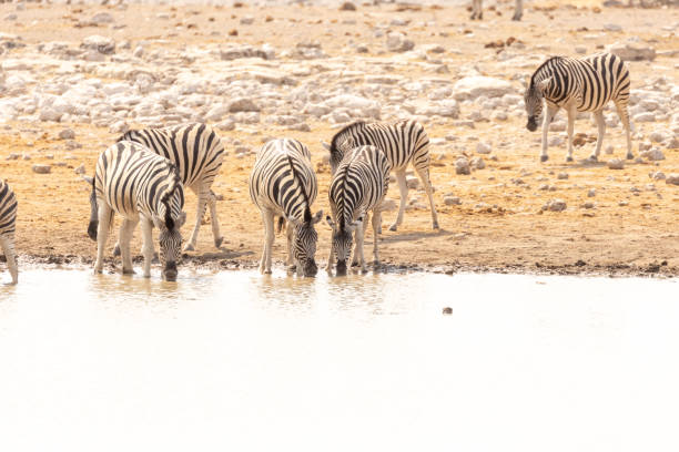 Zebras in Ethosha