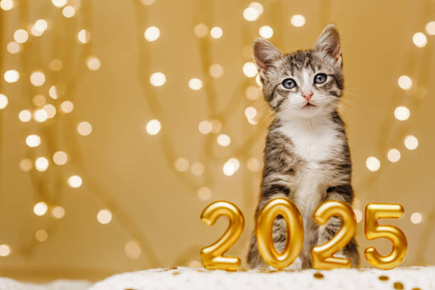 Gray kitten sit next to the figures of the new year 2025 on the background of the lights Gray kitten sit next to the figures of the new year 2025 on the background of the lights of the Christmas garland kitten gift stock pictures, royalty-free photos & images