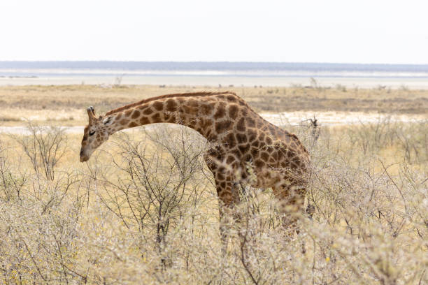 istock Etosha National Park 2177078937