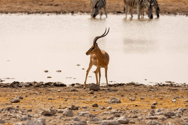 Antelopes in Etosha