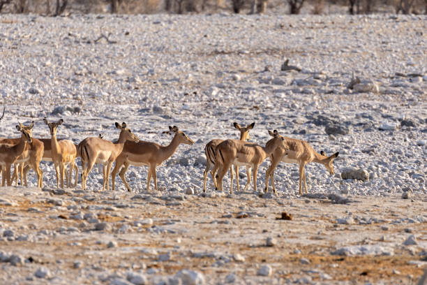 istock Etosha National Park 2177080392