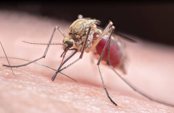 istock Extreme close-up of mosquito biting person 2177081333