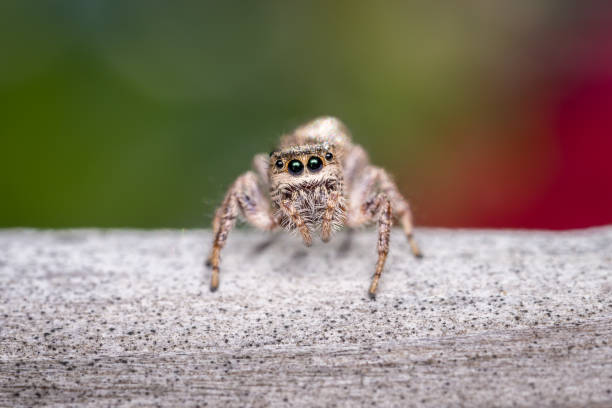 istock Close up of jumping spider 2177081342