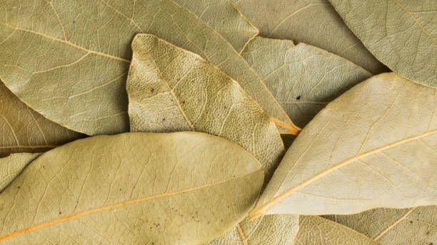 istock Dry bay leaves with visible details. background 2177082953